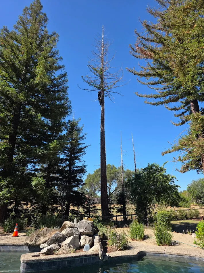 Commercial tree care crew serving Antelope, CA businesses