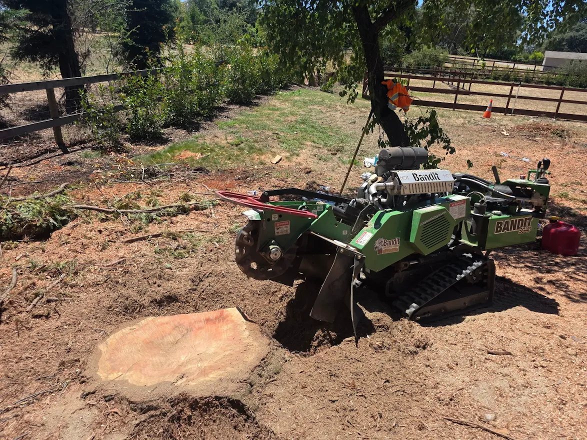 Commercial tree service crew working in Antelope, CA