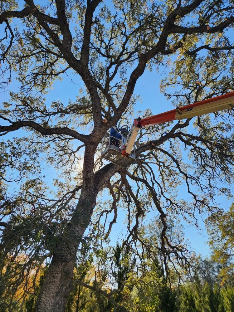 Forestry mulching for wildfire fuel reduction in Antelope, CA