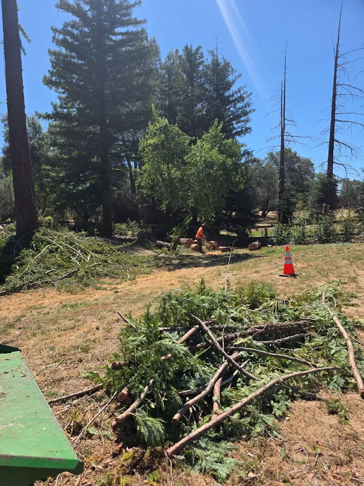 Forestry mulching crew reducing brush in Antelope, CA