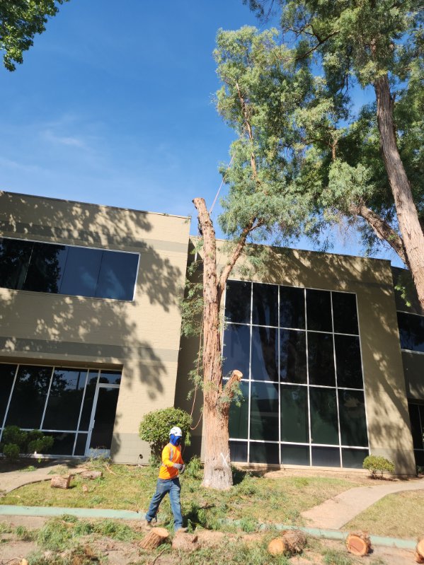 Hazardous tree removal near structures in Antelope, CA