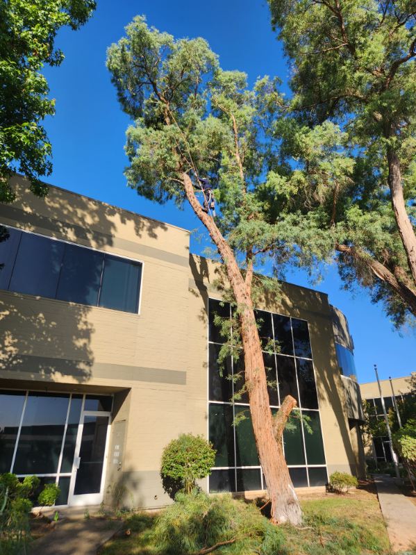 Land clearing for property improvement in Antelope, CA