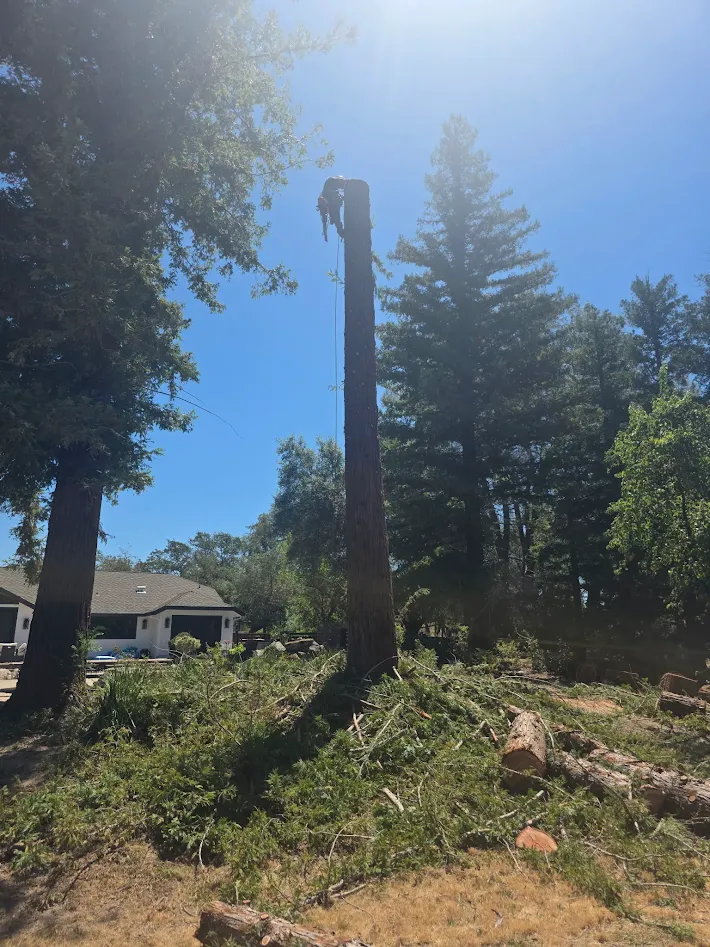 Land clearing crew preparing a lot in Antelope, CA