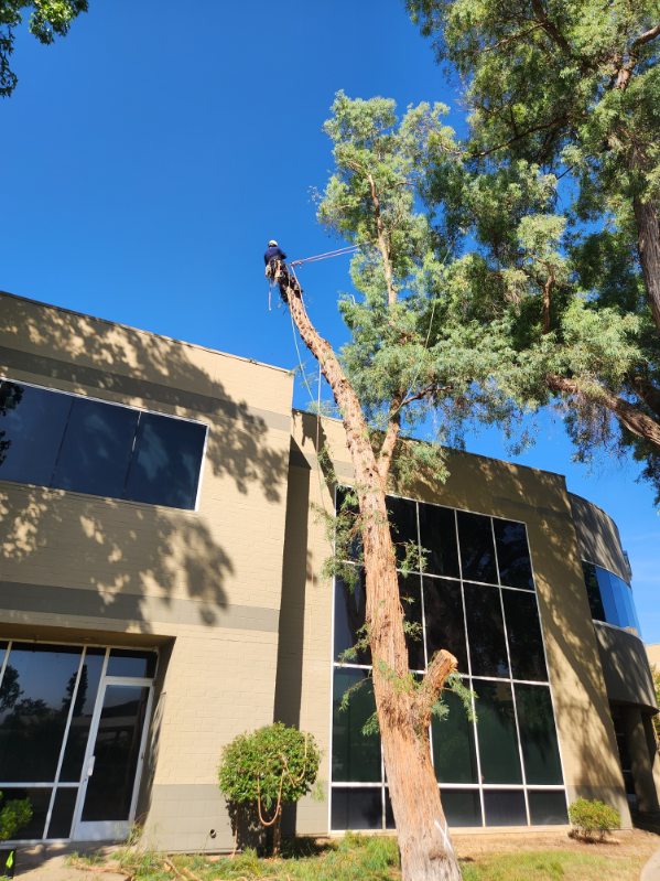 Roadside tree maintenance along Sacramento area corridors