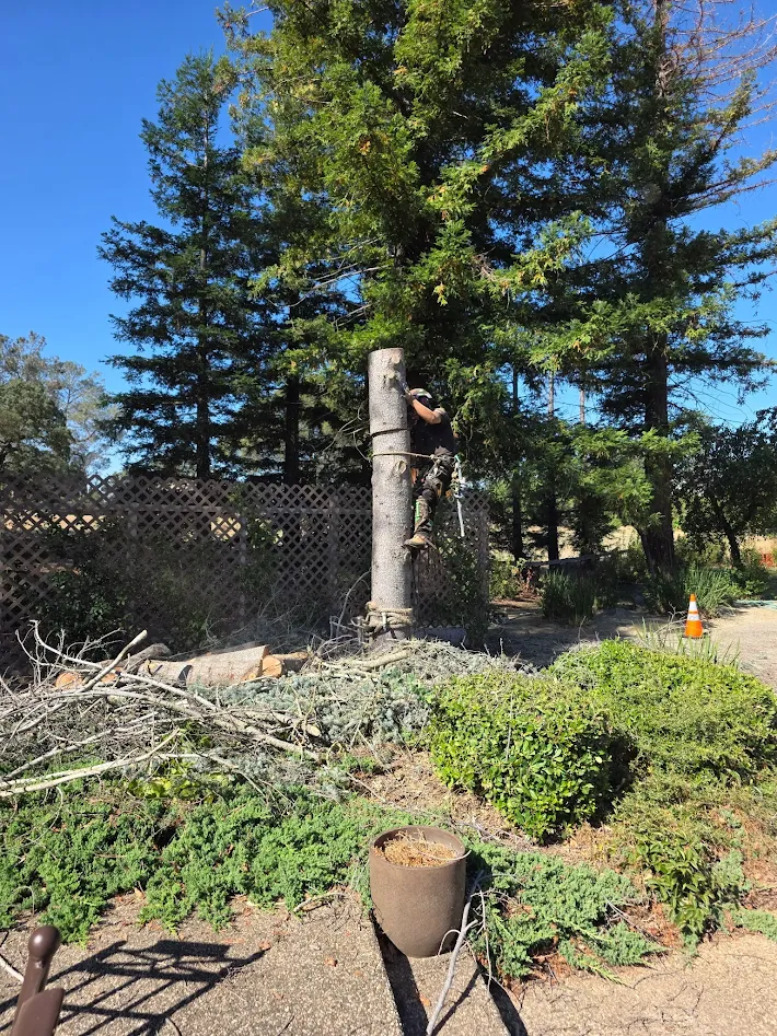 Completed tree care project by Sky Crew in Antelope, CA