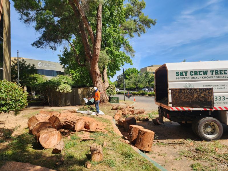 Precision tree pruning for residential property Antelope, CA