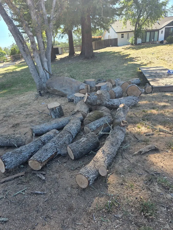 Tree pruning crew shaping canopy in Antelope, CA