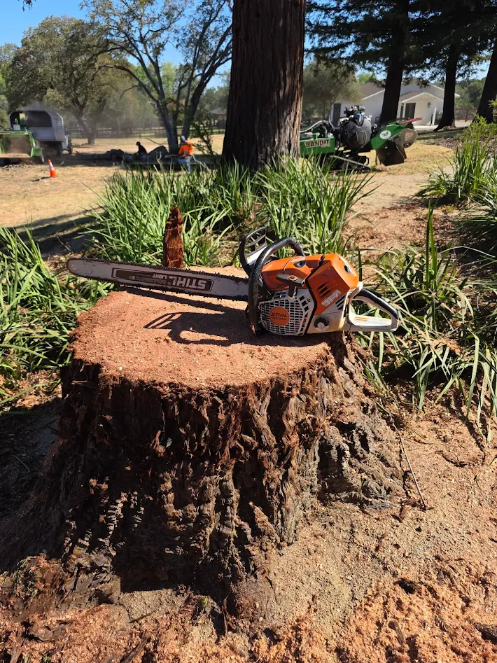 Professional tree removal project in Antelope, CA