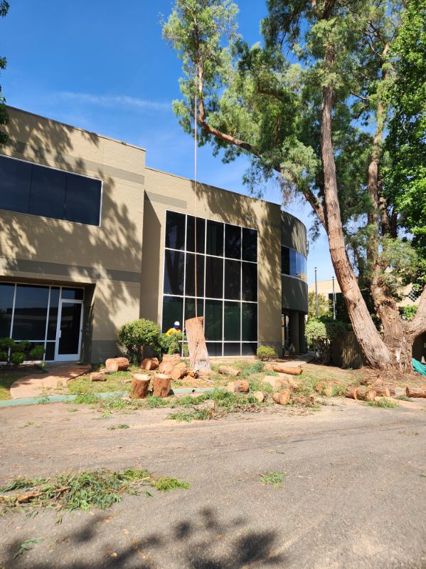 Sky Crew Tree Service job site in Antelope, CA