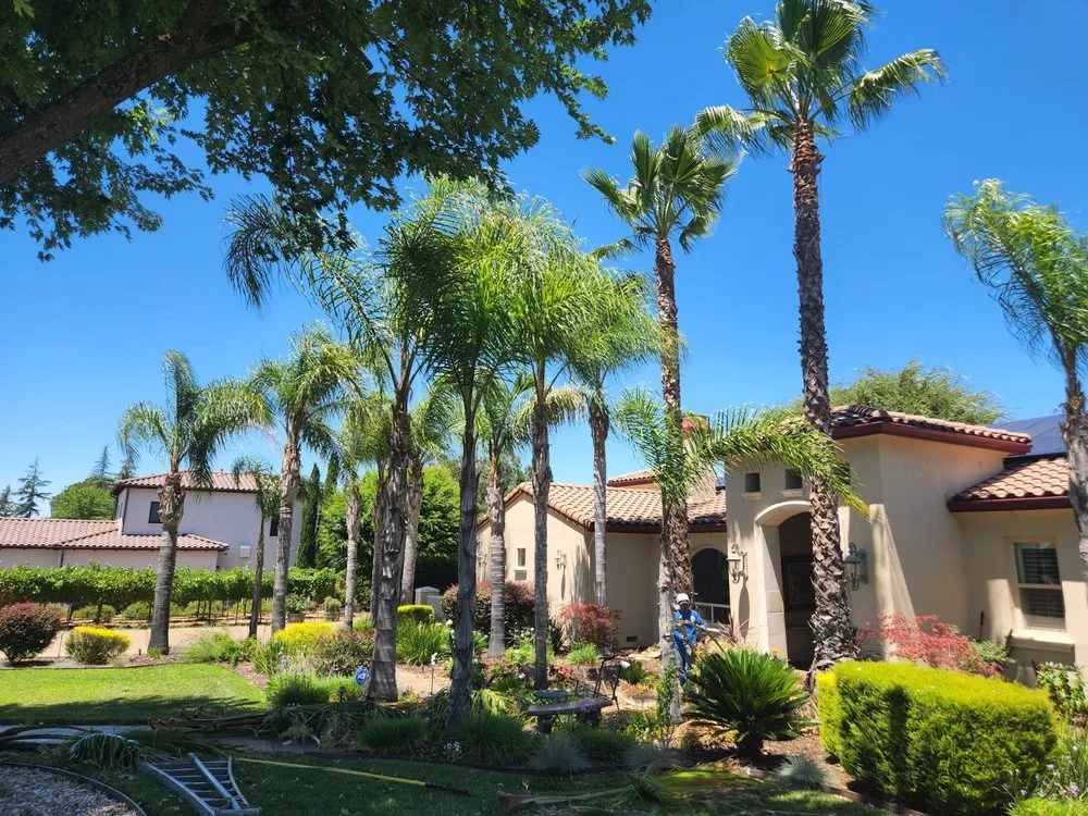 Full tree service project site with crew and equipment in Antelope, CA