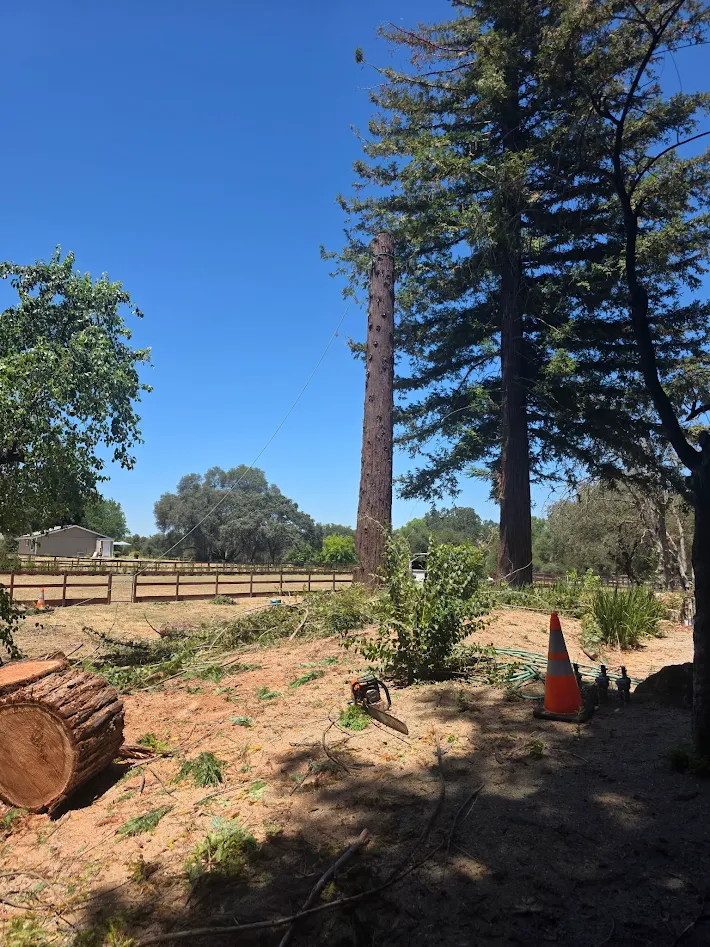 Wildfire property protection clearing near Antelope, CA
